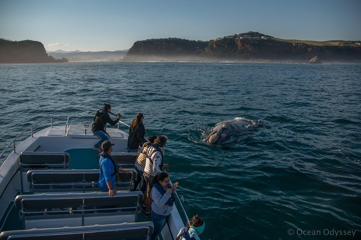 Whale Watching Knysna - Close Encounter Experience Ocean Odyssey - Photo 1 of 13